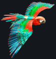 parrot_3.png
