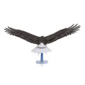0016264_american-bald-eagle.jpeg