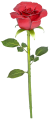 0017857_red-rose.png