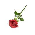 0017860_red-rose.jpeg