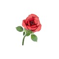 0017861_red-rose.jpeg