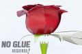 0017866_red-rose.jpeg